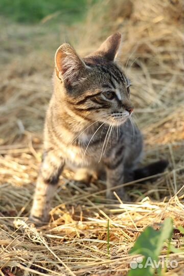 Котята в добрые руки бесплатно
