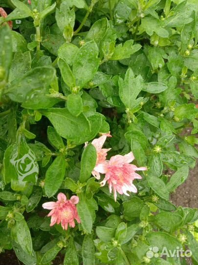 Хризантемы мультифлора