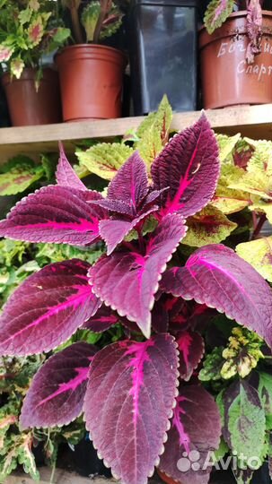 Коллекция колеус