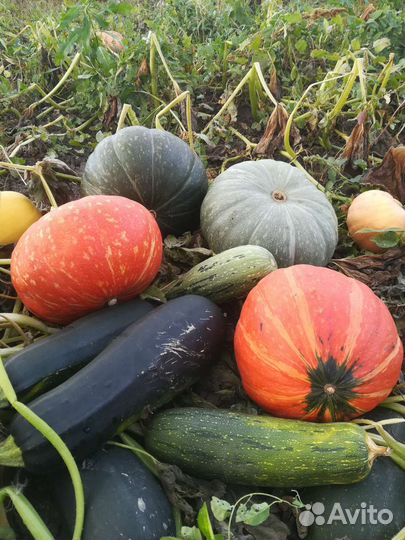 Тыква,Кабачки
