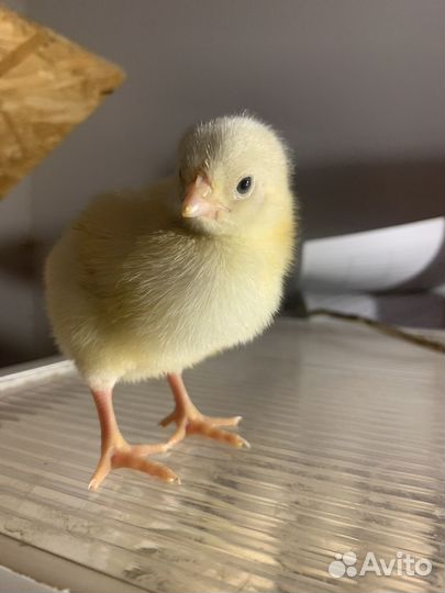 Подрощенные и суточные Бройлерные индюшата,цыплята