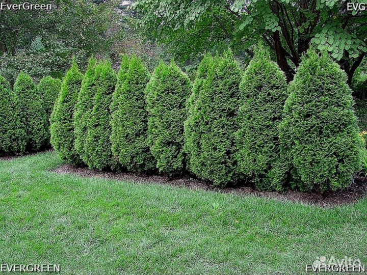 Туи западные