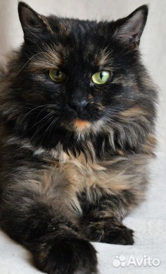 Прелестная Мишелька ищет дом