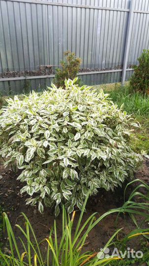 Кустарники