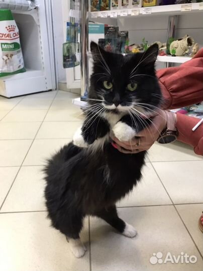 Котенок очень ищет дом
