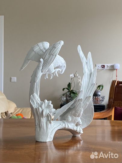 Попугаи kaiser