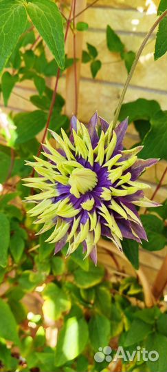 Клематис Тайга