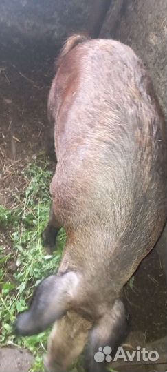 Свиноматка