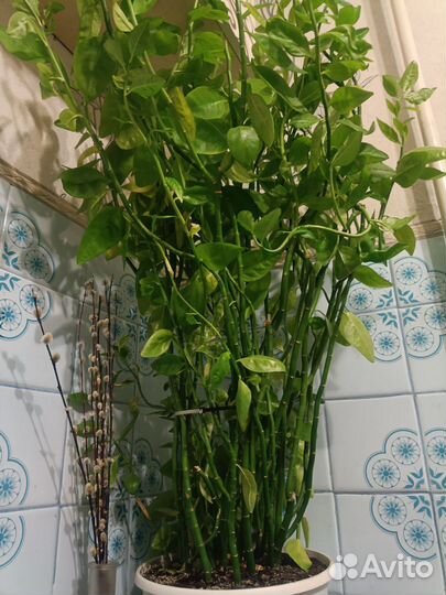 Педилантус