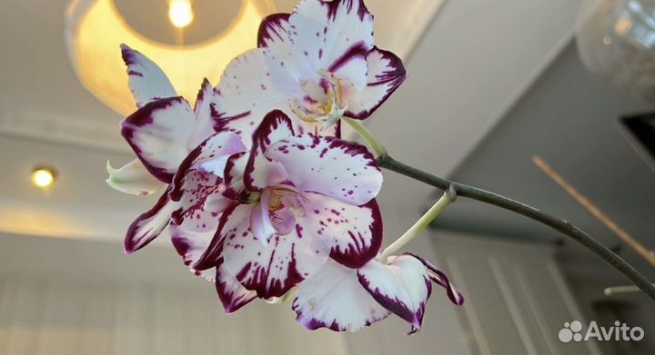 Орхидея Ever spring prince