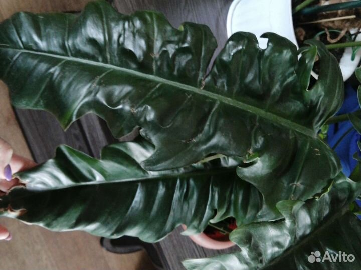 Очень крупный цветок