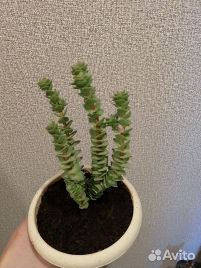 Кактусы и суккуленты