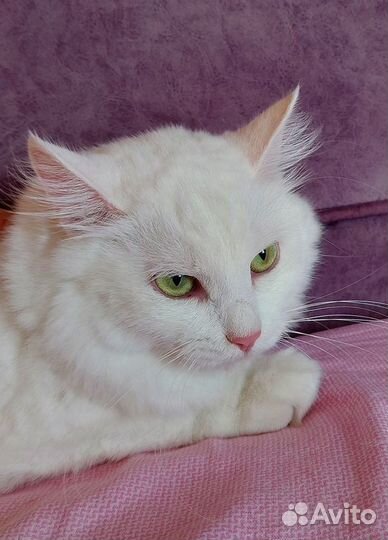 Роскошная белая ангорская пушистая кошка Жасмина