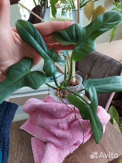 Филодендрон, аглаонемы, папоротники