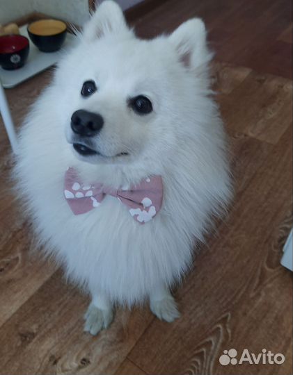 Японский шпиц мальчик вязка