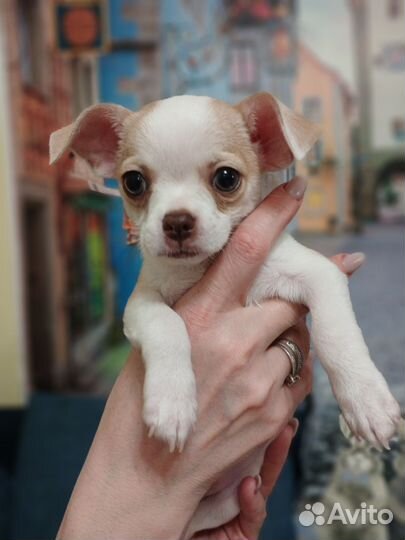Щенки чихуахуа