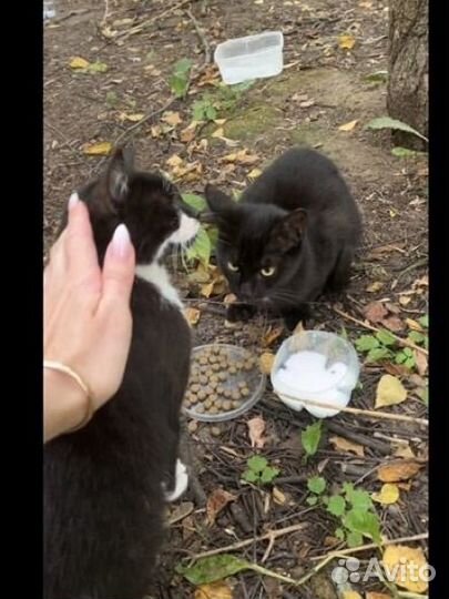 Котик и кошечка ищут дом