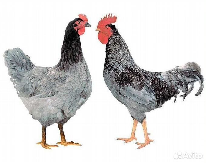 Циплята Радонит, доминанты