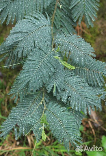 Акация серебристая (мимоза), семена