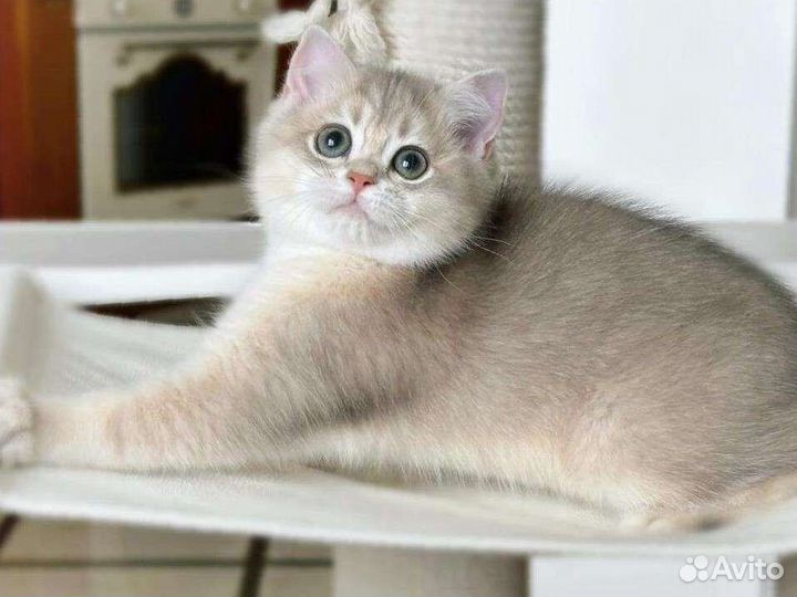 Британская шиншилла голубое золото