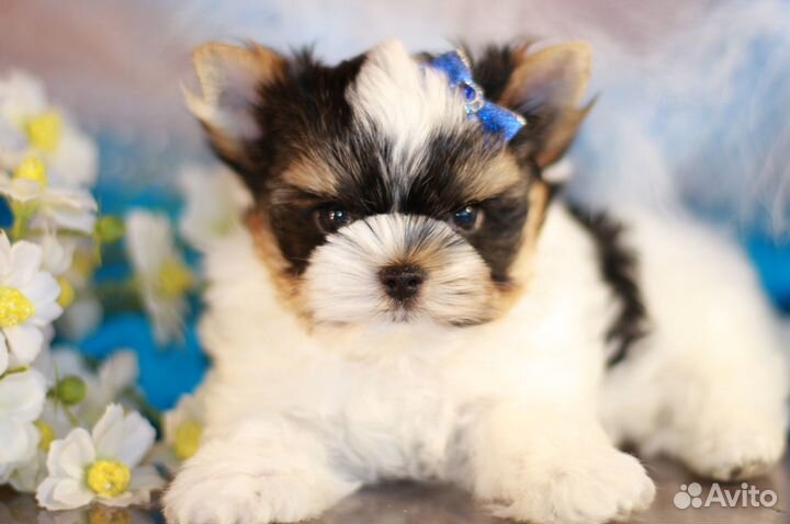 Очень красивый мальчик бэби фейс