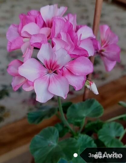 Герань пеларгония