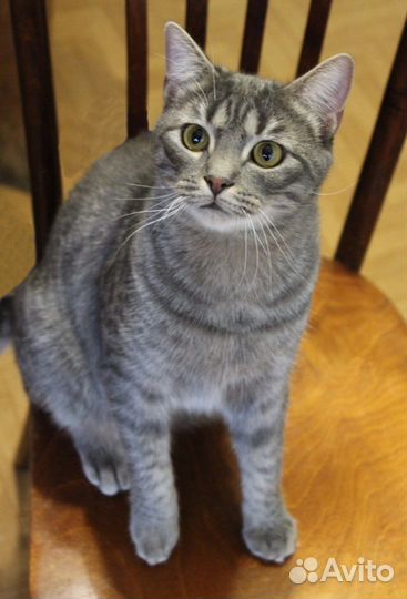 Замечательный котик Веня