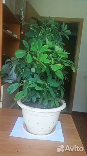 Цветок шефлера