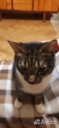 Нужен новый дом