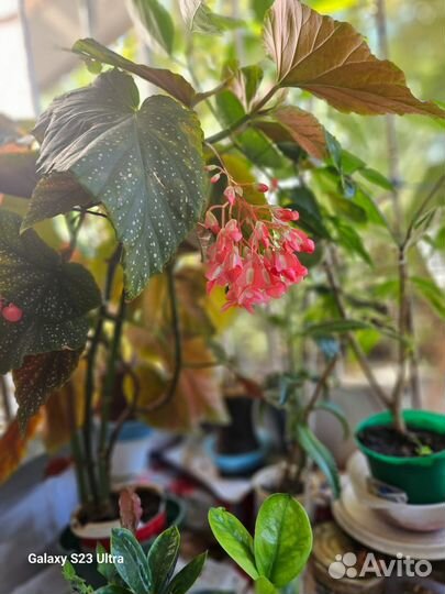 Бегония древовидная