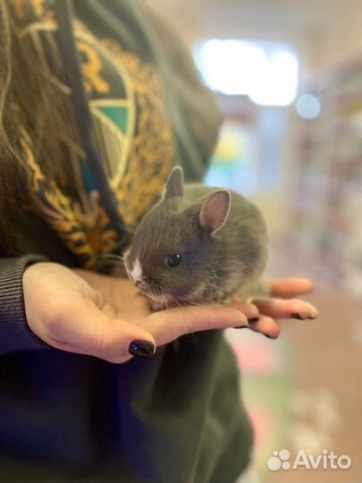 Кролик карликовый минор