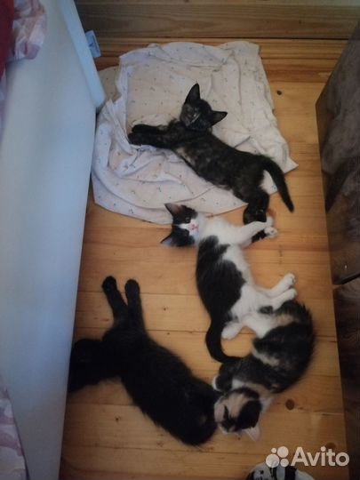 Котята