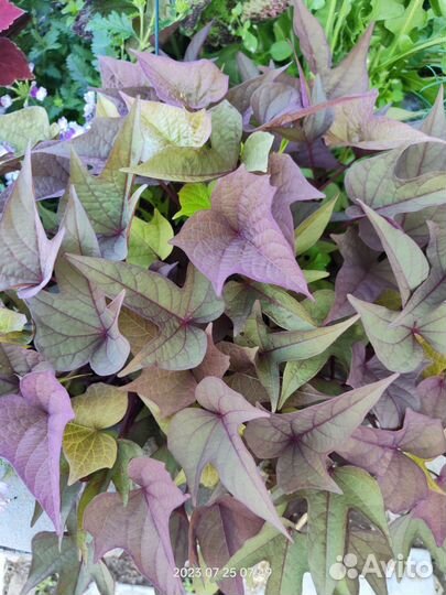 Ипомея батат