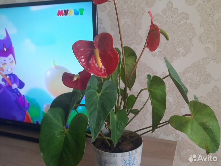 Комнатные цветы антуриум