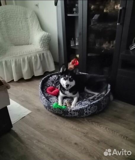 Лежаки и домики для собак и кошек