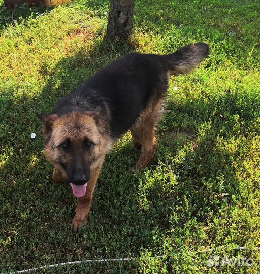 Немецкая овчарка в добрые руки