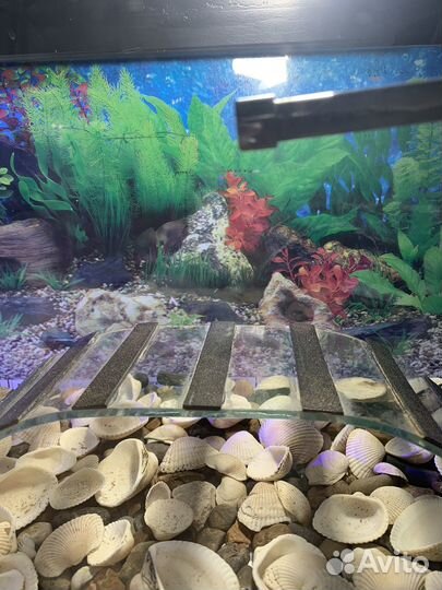 Террариум для черепах