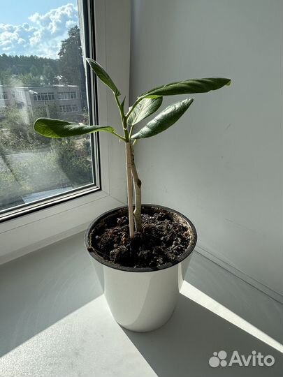 Фикус бенгальский