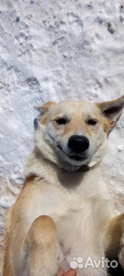 Собака лучший друг человека