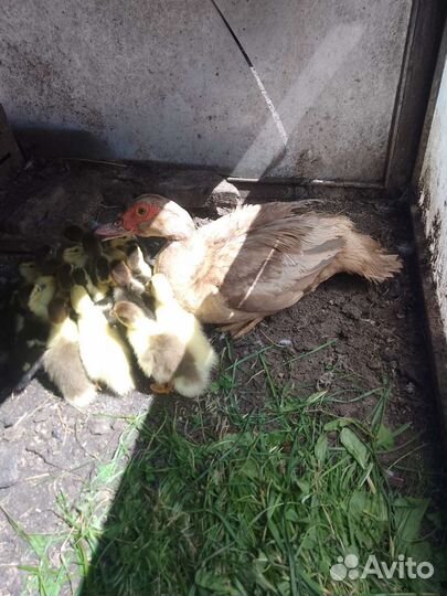 Мускусные индоутята