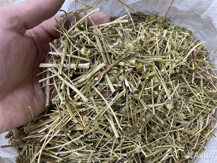 Ромашка аптечная