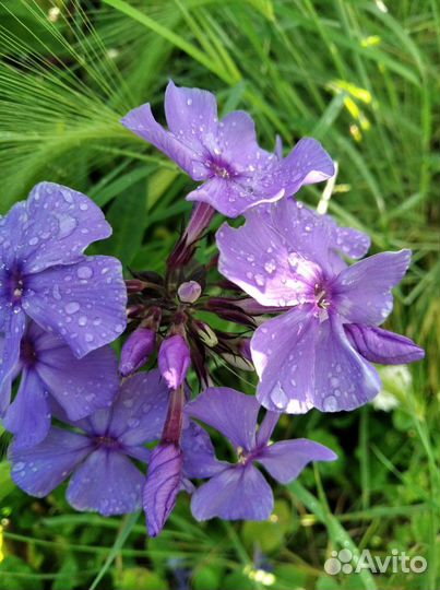 Флокс садовый многолетка