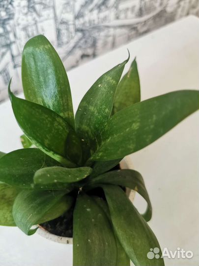 Сансевиерия