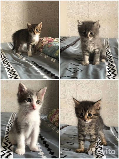 Котята в добрые руки