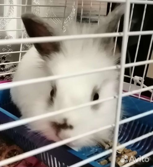 Декоративные кролики