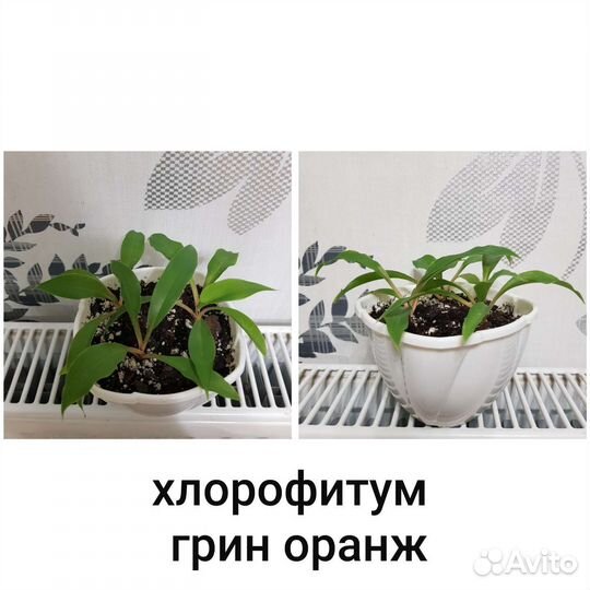 Комнатные цветы