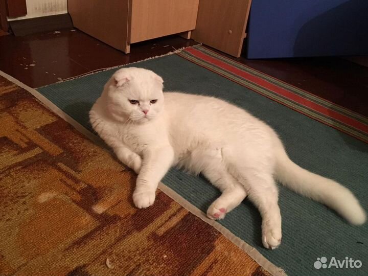 Кот шотландец вислоухий