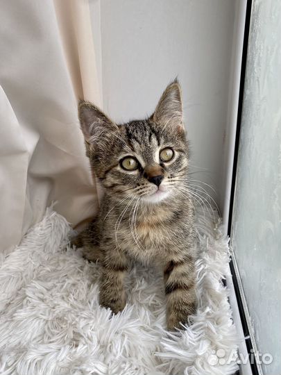 Котенок в добрые руки