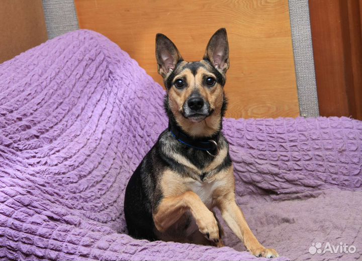 Миниатюрная собачка Суок