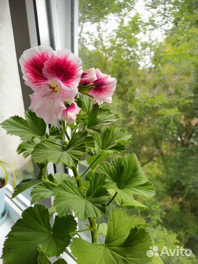 Комнатные цветы